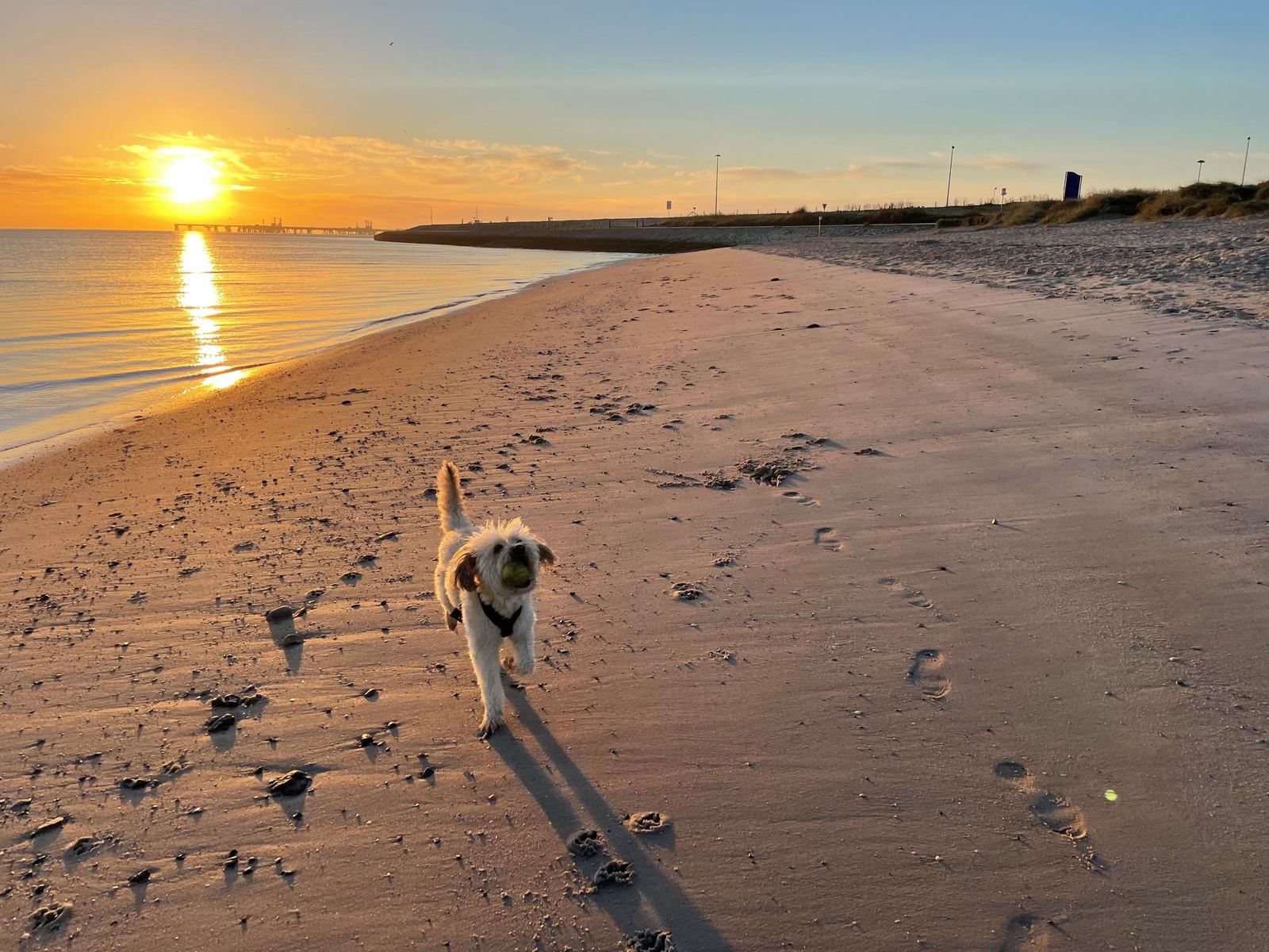 Ein Hund läuft mit Ball über den Sandstrand von Hooksiel, im Hintergrund steht die Sonne tief über dem Wasser.
